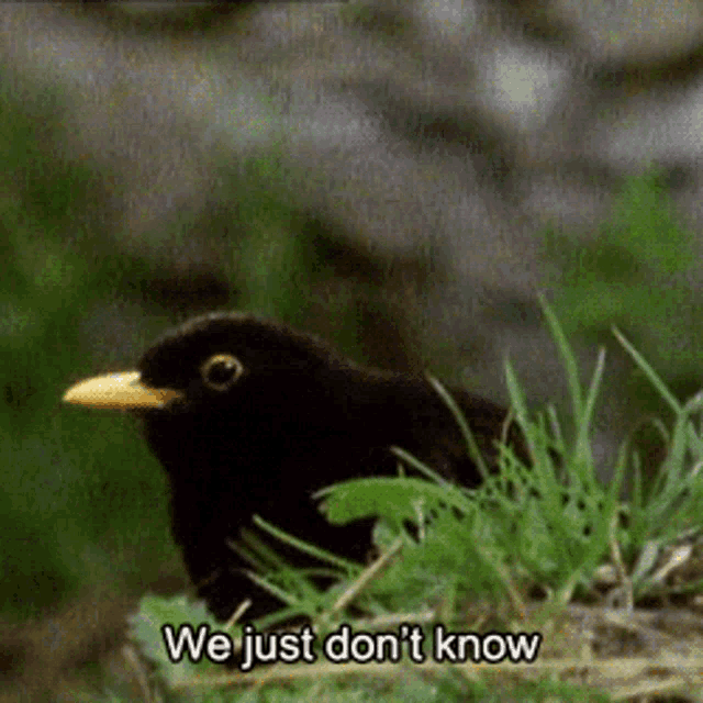 the we just don't know bird